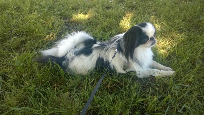 wp_20160529_09_38_24_pro