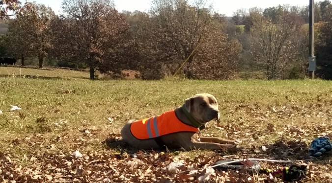 wp_20161112_12_35_54_pro