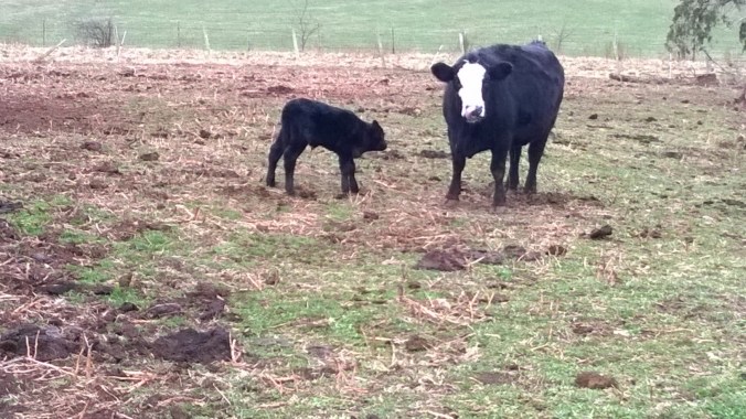 wp_20170226_17_10_12_pro