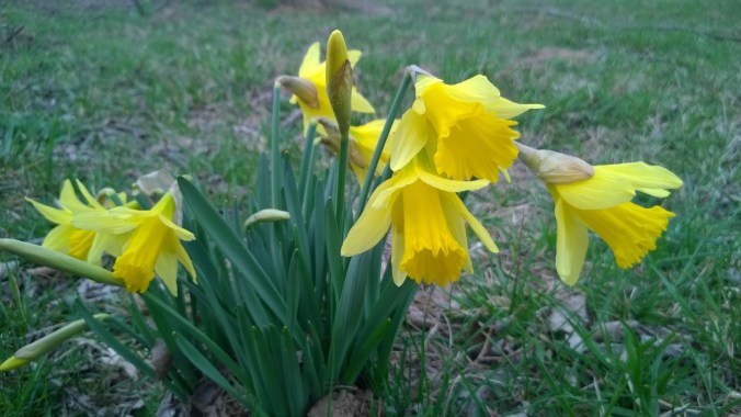 WP_20170306_11_41_55_Pro