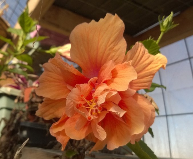 WP_20170307_15_16_22_Pro