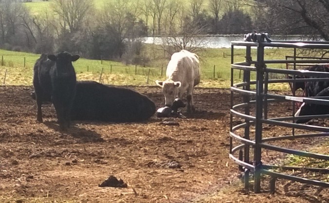 WP_20170308_10_06_14_Pro (2)