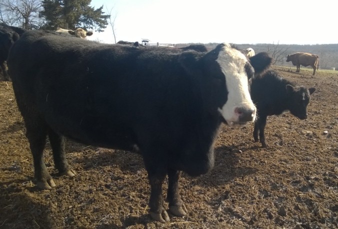 WP_20170315_10_16_20_Pro