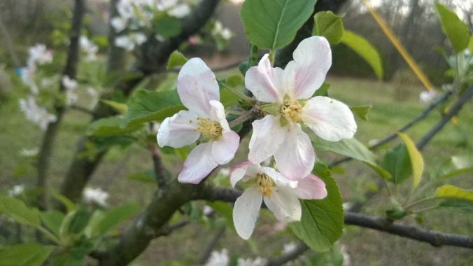 WP_20170407_19_06_20_Pro