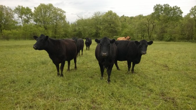 WP_20170504_10_46_52_Pro