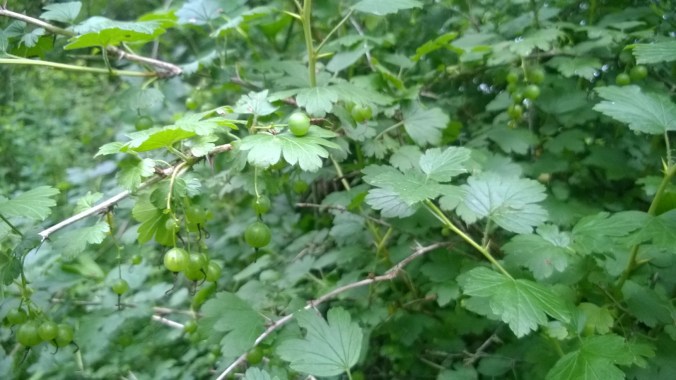 WP_20170604_19_23_12_Pro