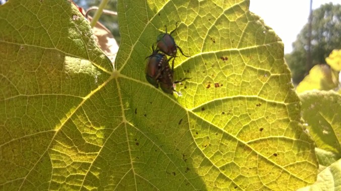 WP_20170628_13_15_15_Pro