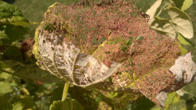 WP_20170628_13_16_33_Pro