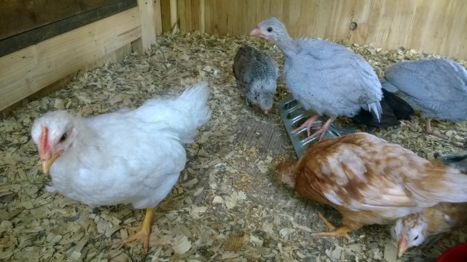 WP_20170701_16_38_14_Pro