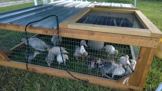 WP_20170710_19_11_38_Pro