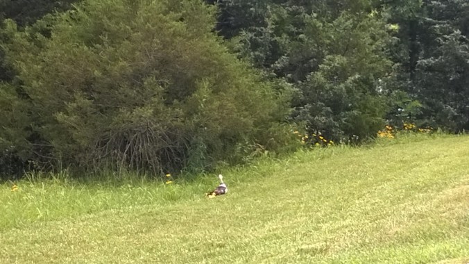 WP_20170716_12_58_36_Pro