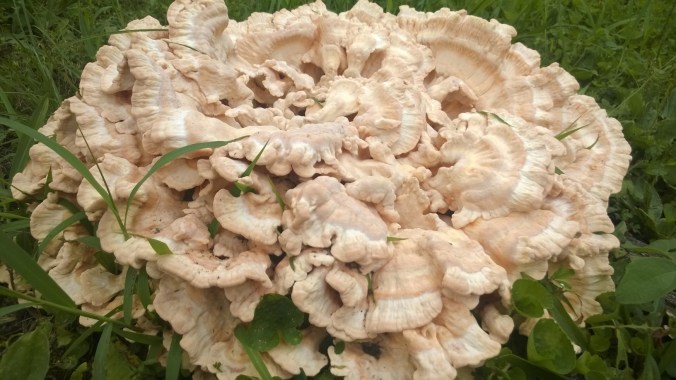 WP_20170811_18_07_44_Pro